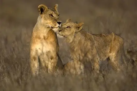 BBC Nature's Great Events - HD series