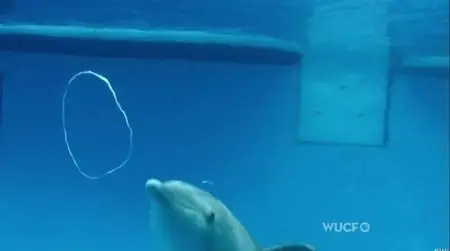 NOVA S41E19 - Inside Animal Minds: Who’s the Smartest (2014)