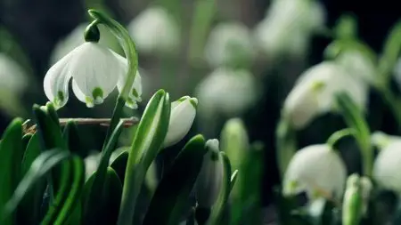Forsenses II (2011)