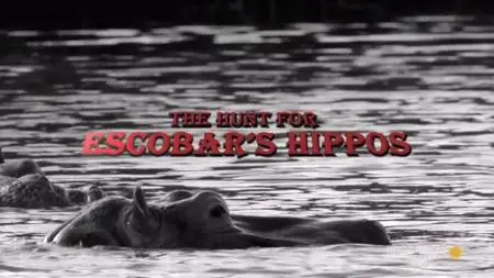 Smithsonian Channel - The Hunt for Escobar's Hippos (2019)