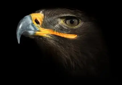 Animal Wallpaper 2