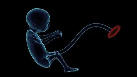 The Magical Course Of Womb Healing - Advanced 13