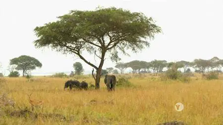 PBS - NATURE: Giraffes: Africa's Gentle Giants (2018)