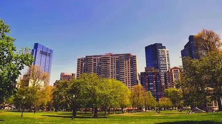 Trees In Urban Environments