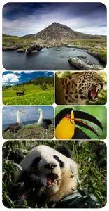 Wallpapers - Nature and animals 23