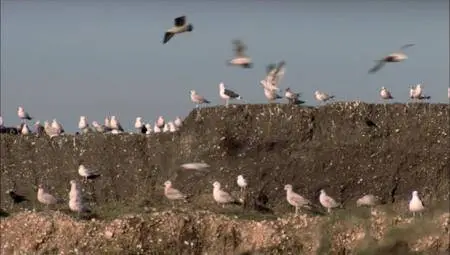 BBC Natural World - The Unnatural History of London (2012)