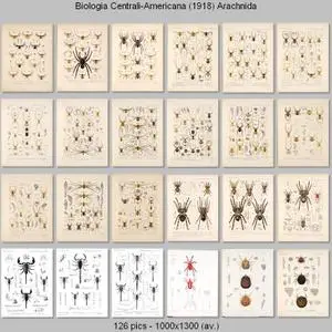 Biologia Centrali-Americana - Arachnida (1889-1905)
