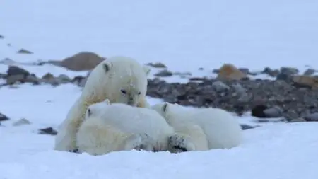 My Journey with a Polar Bear (2019)