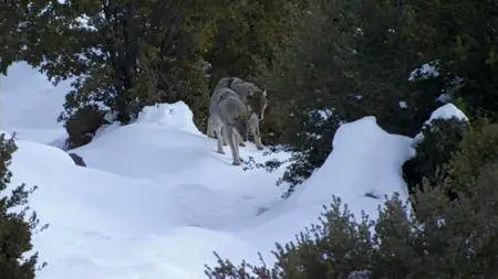 BBC Natural World - The Himalayas (2010)