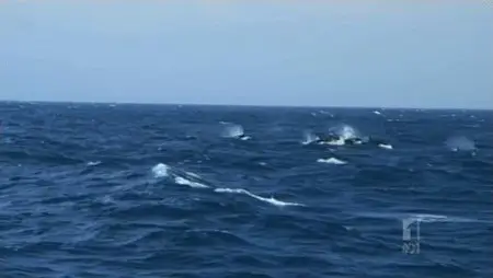 The Search For The Ocean’s Super Predator (2013)