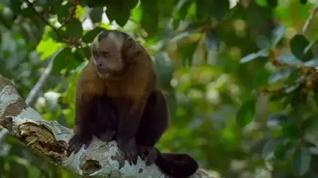 SBS - Wildest Latin America (2013)