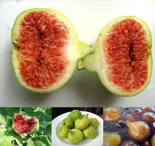 Figs photos