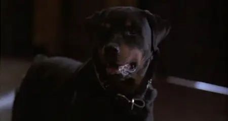 The People Under the Stairs (1991)