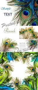 Stock Photo - Peacock Feathers