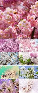 Stock Photo - Pink cherry blossoms in garden outdoors close up