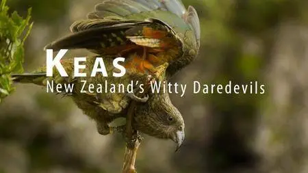 Arte - Keas: New Zealand's Witty Daredevils (2015)