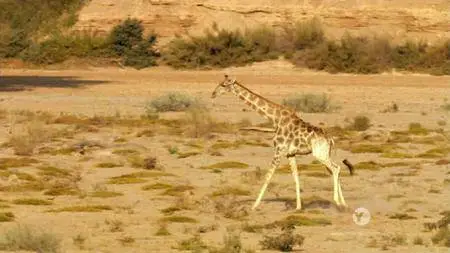 PBS - NATURE: Giraffes: Africa's Gentle Giants (2018)