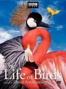 The Life of Birds [BBC Series] - Episod 2 of 10