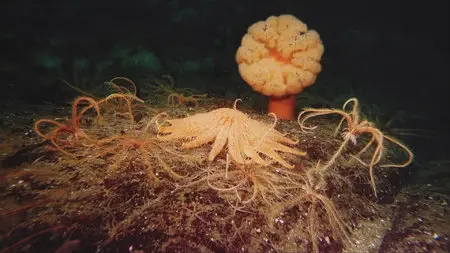 IMAX Deep Sea (2006)