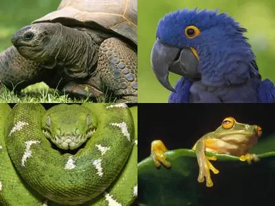 Wallpapers - Animals series