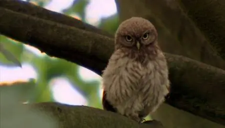 BBC Natural World - The Unnatural History of London (2012)