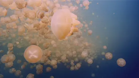 National Geographic: Great Migrations [6 series] /  National Geographic: Великие миграции [6 серий] (2010) [Repost]