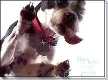 Must Love Dogs Screensaver - Boston Terrier II Screensaver 
