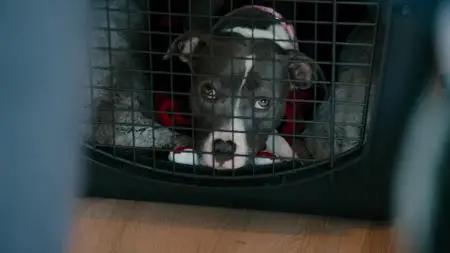 Canine Intervention S01E01