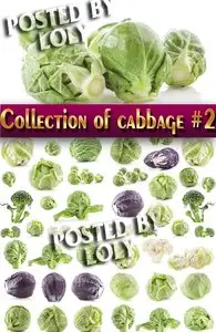 Food. Mega Collection. Cabbage #2 - Stock Photo