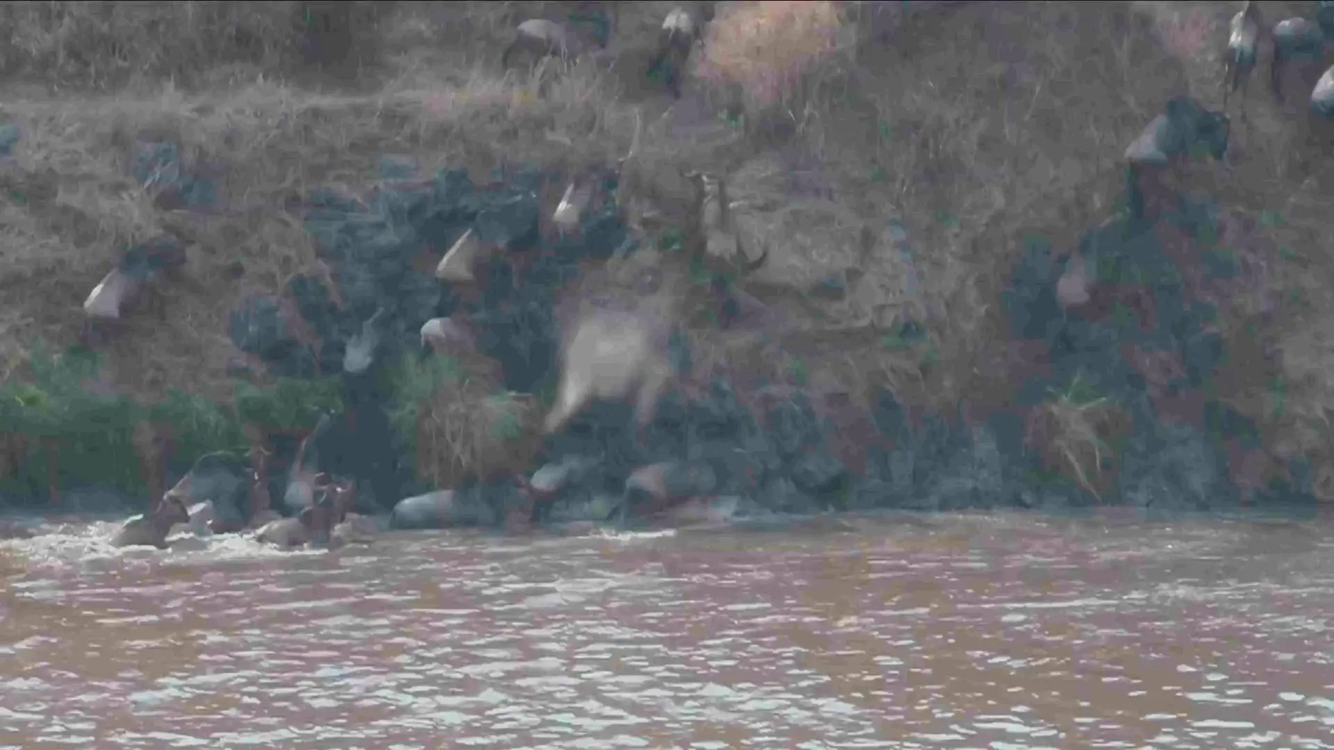 3D Safari: Africa (2011)