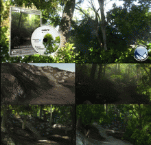 AsileFX - Getting Started with Vue 9 - Forest Creation