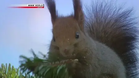 NHK Wildlife - Secrets of the Stag: Hokkaido Sika Deer (2012)