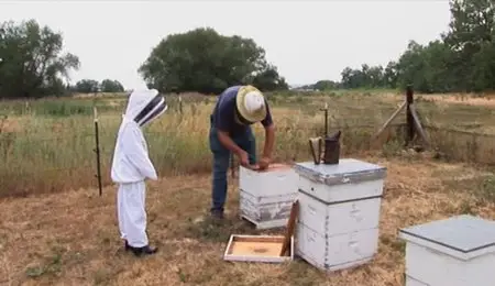 Film4 - Vanishing of the Bees (2009)
