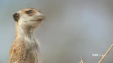 Meerkat Manor: Rise of the Dynasty S01E05