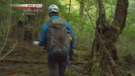 NHK - Legendary Giant Tree of Yakushima (2017)