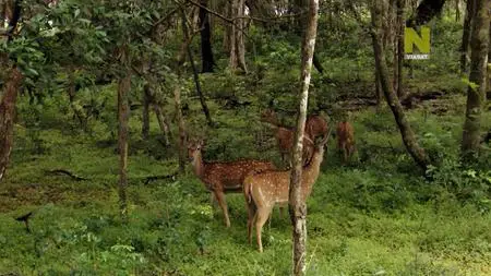 Wild Sri Lanka: Realm of the Leopard (2018)