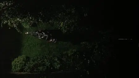 Shallow Grave (1994)