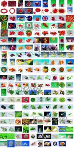 Image Making BC001-004 Fruit and Vegetable