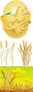 Wheat Vector