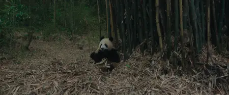 Moon le panda (2025)