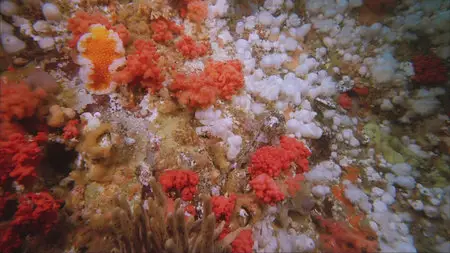 IMAX Deep Sea (2006)