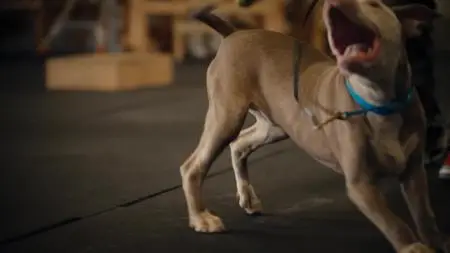 Canine Intervention S01E01