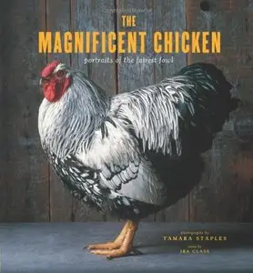 The Magnificent Chicken: Portraits of the Fairest Fowl (repost)