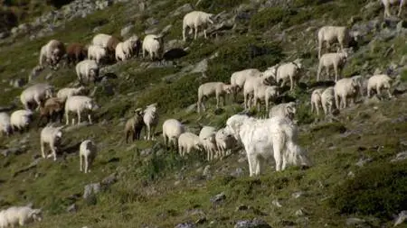 ORF - Engadin: Switzerland's Wilderness (2015)