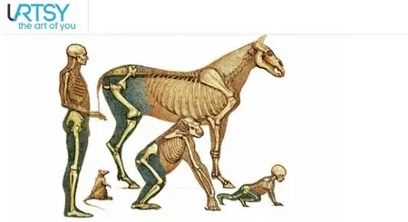 Animal Anatomy