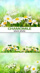 Chamomile backgrounds