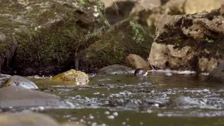 Wild Britain S01E04