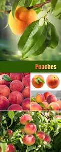 Stock Photo - Peaches