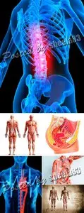 Stock Photo - Human Anatomy
