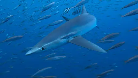 Dolphins Up Close with Bertie Gregory (2025)
